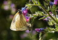Aporia crataegi Aporia crataegi